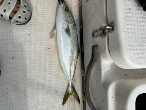 ツバスの釣果