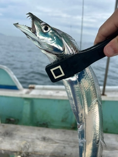 タチウオの釣果