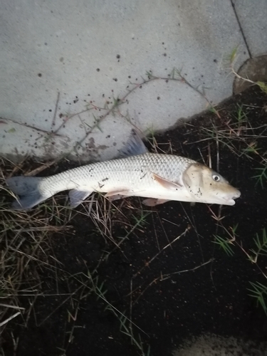 ニゴイの釣果