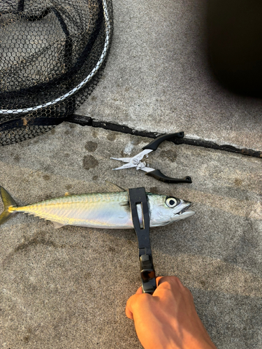 サバの釣果