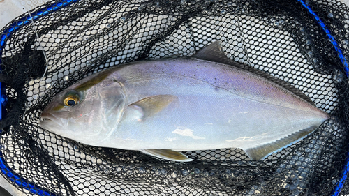 カンパチの釣果