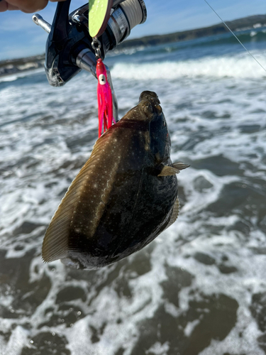 イシガレイの釣果