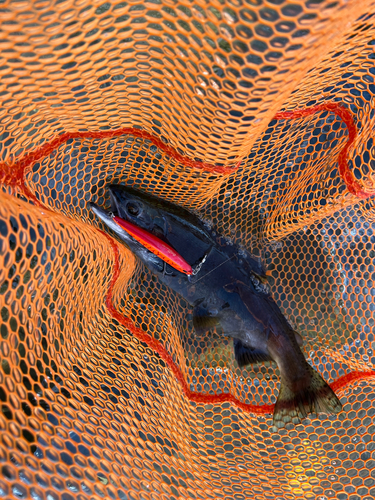 ヒメマスの釣果