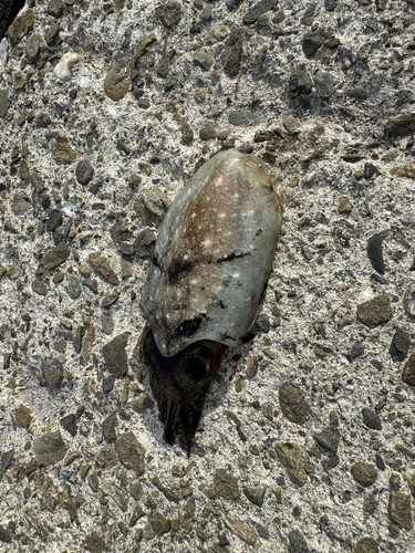 モンゴウイカの釣果