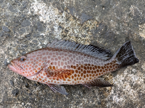 オオモンハタの釣果