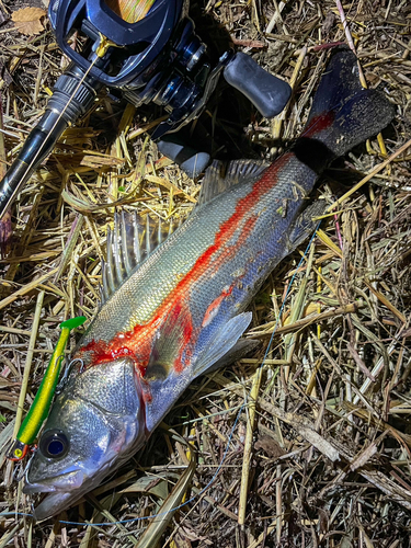 シーバスの釣果