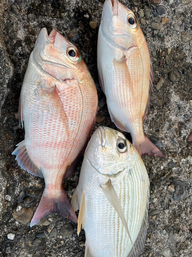 ヘダイの釣果