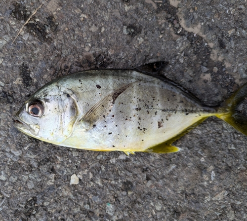 メッキの釣果