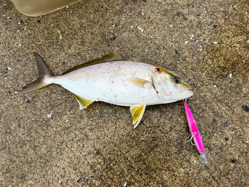 ショゴの釣果