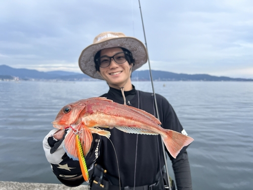 ホウボウの釣果