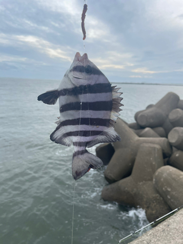 イシダイの釣果