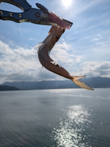 エソの釣果