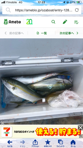 ハマチの釣果