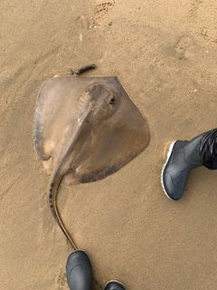 エイの釣果