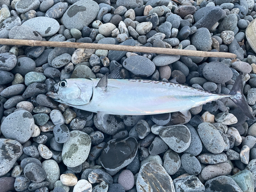 ソウダガツオの釣果