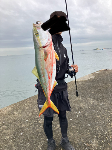 ハマチの釣果