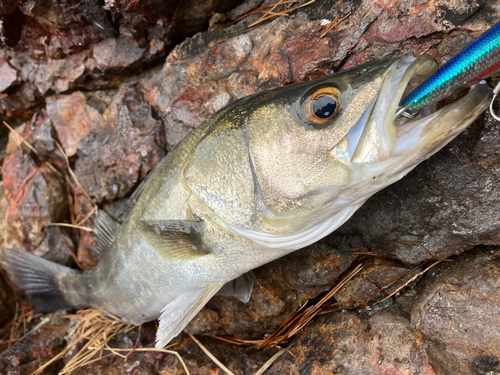 フッコ（マルスズキ）の釣果