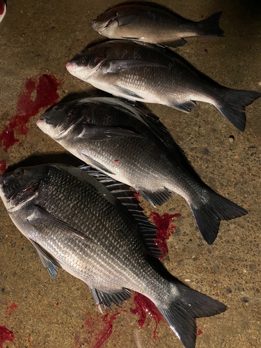 クロダイの釣果