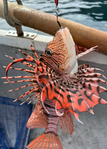 ミノカサゴの釣果