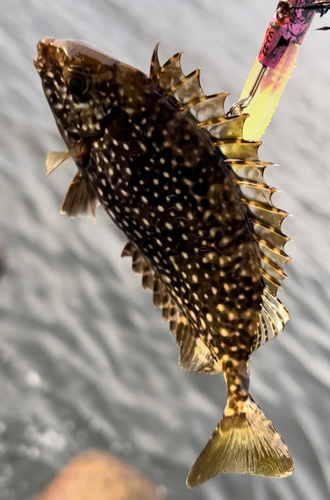 アイゴの釣果