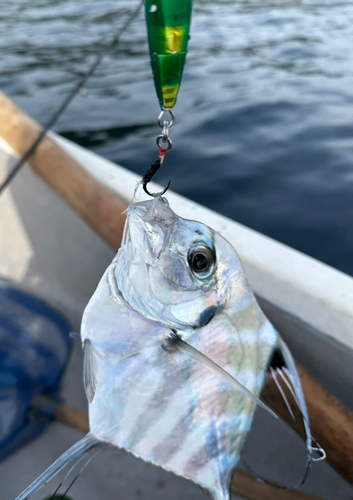 イトヒキアジの釣果