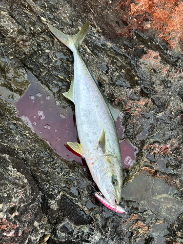 ヒラマサの釣果