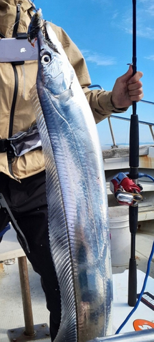 タチウオの釣果