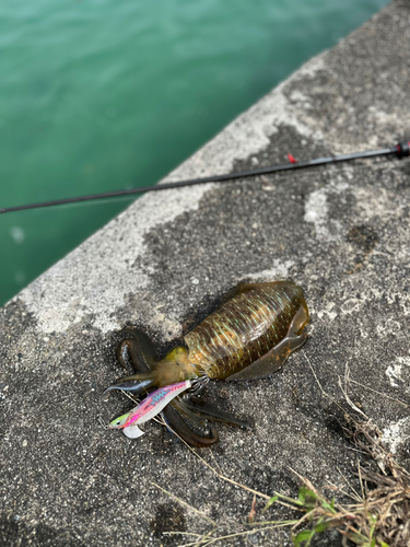 アオリイカの釣果