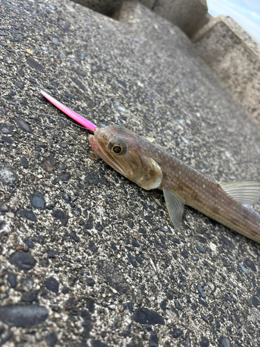 エソの釣果