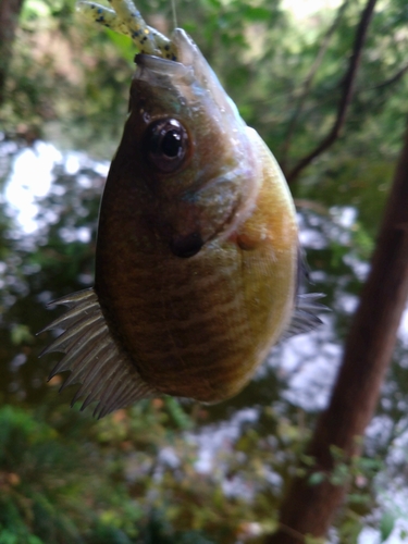 ブルーギルの釣果