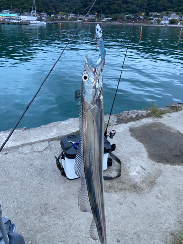 タチウオの釣果