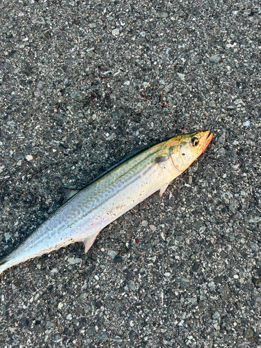 サゴシの釣果