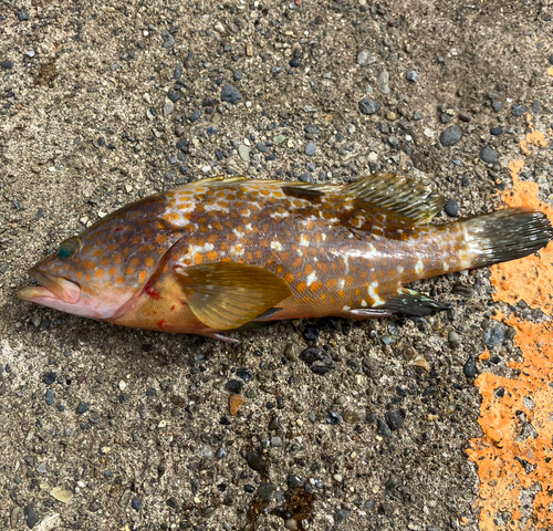 アコウの釣果