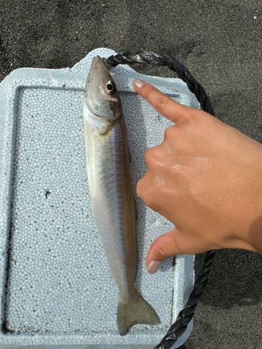 シロギスの釣果