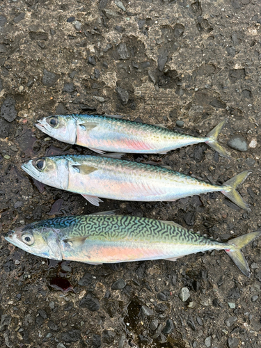 サバの釣果