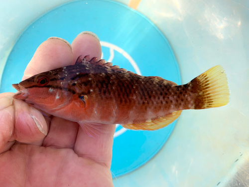 アカササノハベラの釣果