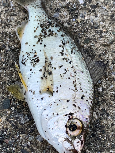 クロサギの釣果