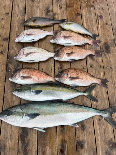 マダイの釣果