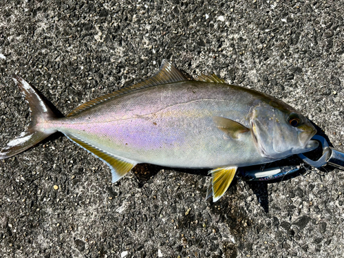 カンパチの釣果