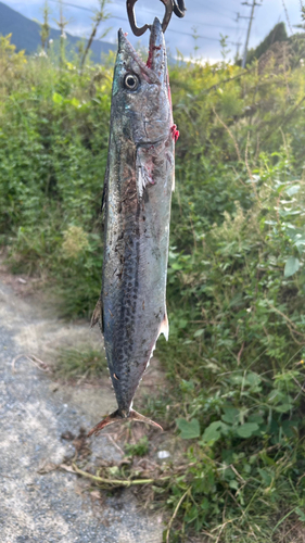 サゴシの釣果