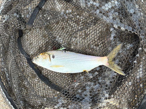 コノシロの釣果