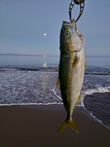 フクラギの釣果