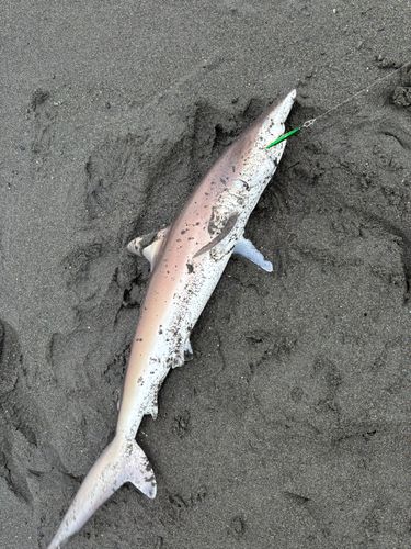 サメの釣果