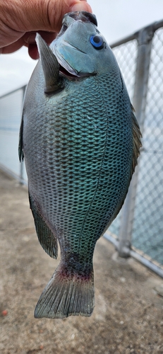 グレの釣果