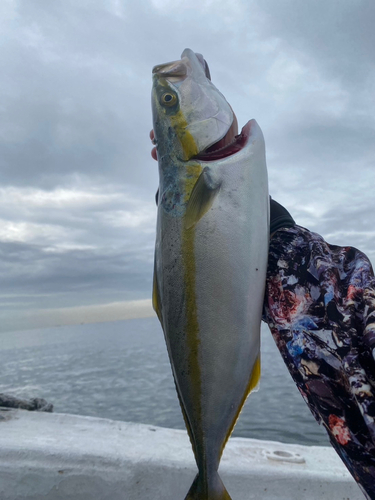 ツバスの釣果