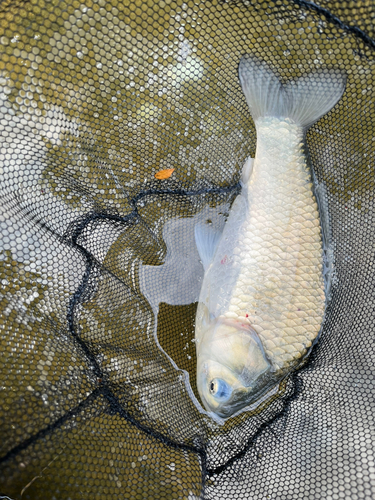 ヘラブナの釣果