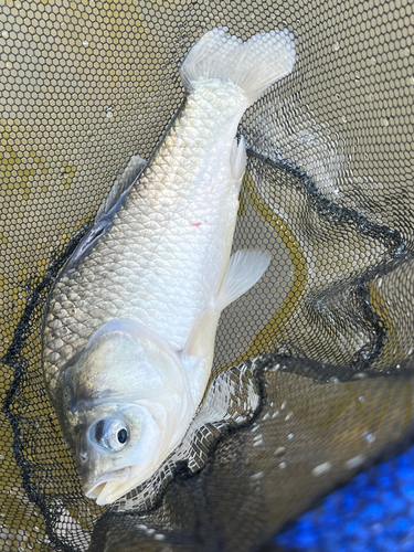 ヘラブナの釣果