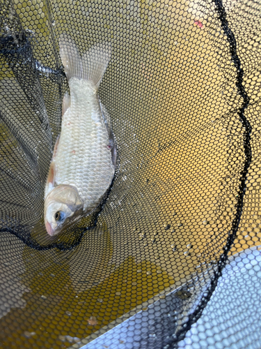 フナの釣果