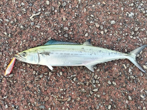 サゴシの釣果