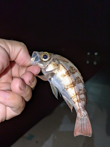 シロメバルの釣果